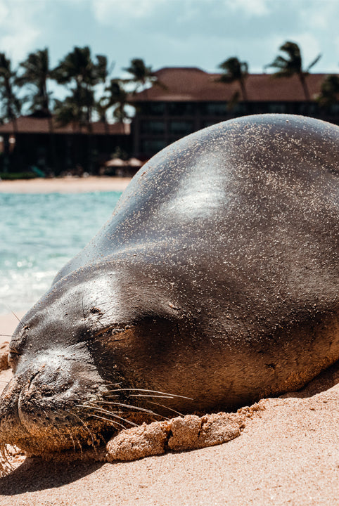 Hawaiian Etiquette 101: Traveling with Aloha