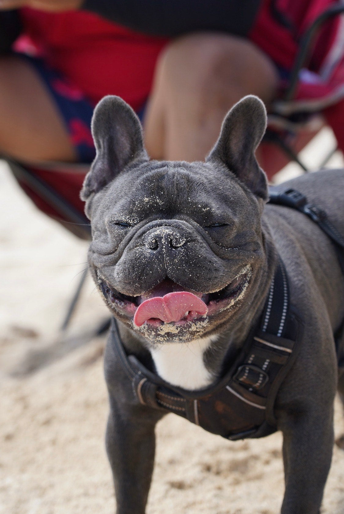 A picture of Kalohe, our owners' dog and our company's Chief Barketing Officer. He's on the beach with his tongue out, with a smile on his face.