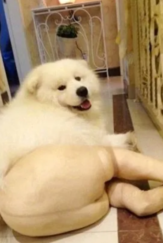 Cute Samoyed wearing tights that make the butt look silly.