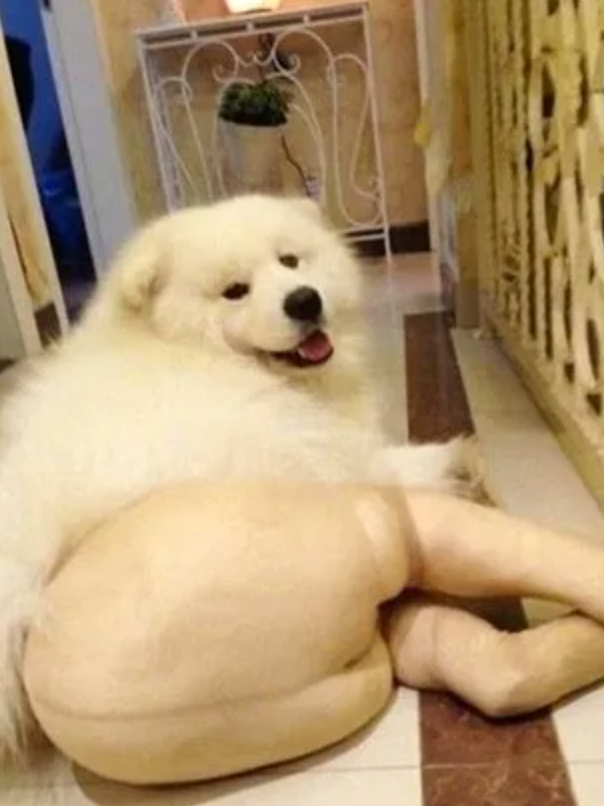 Cute Samoyed wearing tights that make the butt look silly.
