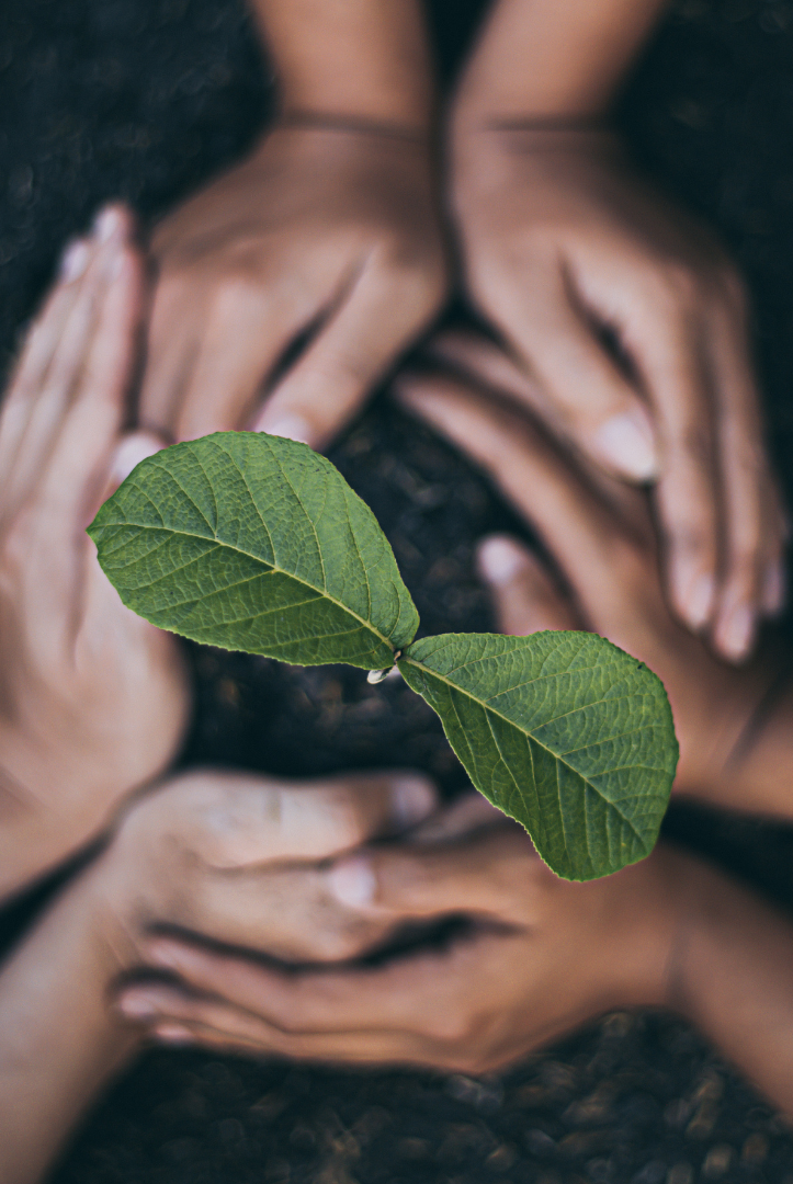 Celebrate Earth Day, plant a seedling