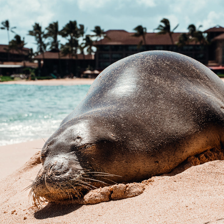 Hawaiian Etiquette 101: Traveling with Aloha