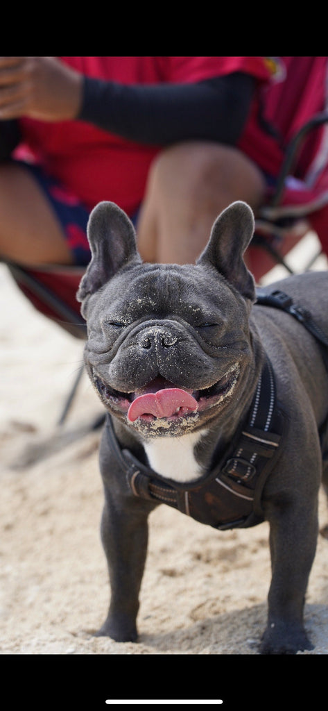 A picture of Kalohe, our owners' dog and our company's Chief Barketing Officer. He's on the beach with his tongue out, with a smile on his face.