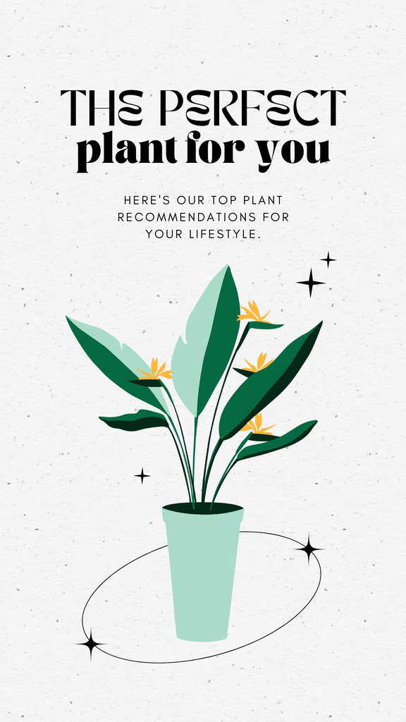 "The Perfect Plant For You" Graphic